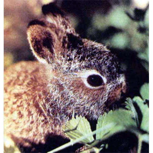 Маньчжурский заяц (Lepus mandshuricus) Фото №5