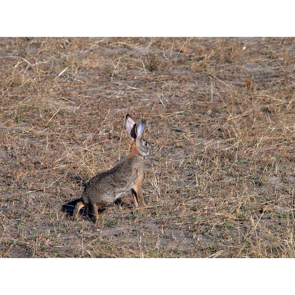 African Savanna Hare (Lepus microtis) Фото №7