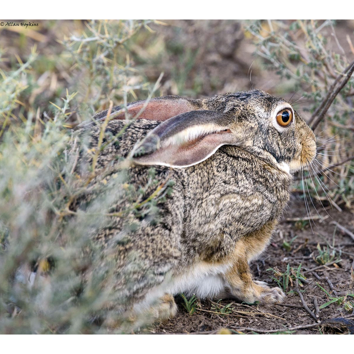 African Savanna Hare (Lepus microtis) Фото №9