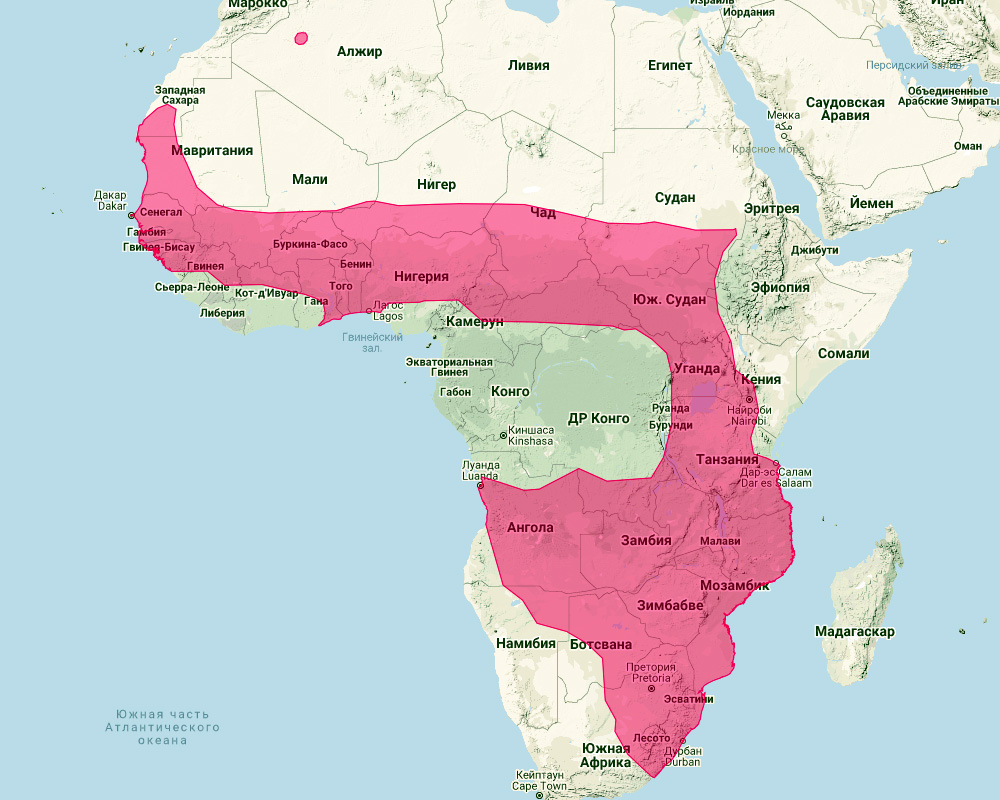 African Savanna Hare (Lepus microtis) Ареал обитания на карте