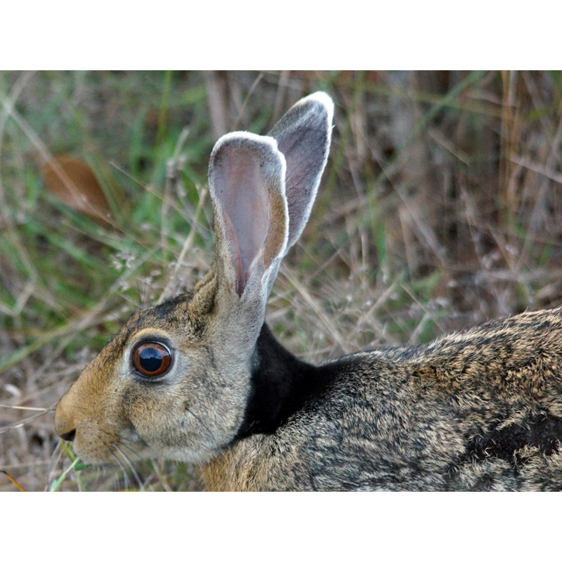 Темношейный заяц (Lepus nigricollis) Фото №10