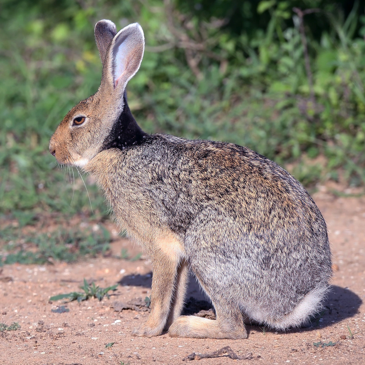 Темношейный заяц (Lepus nigricollis) Фото №2