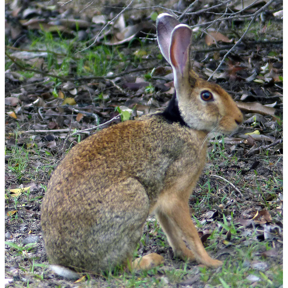 Темношейный заяц (Lepus nigricollis) Фото №3
