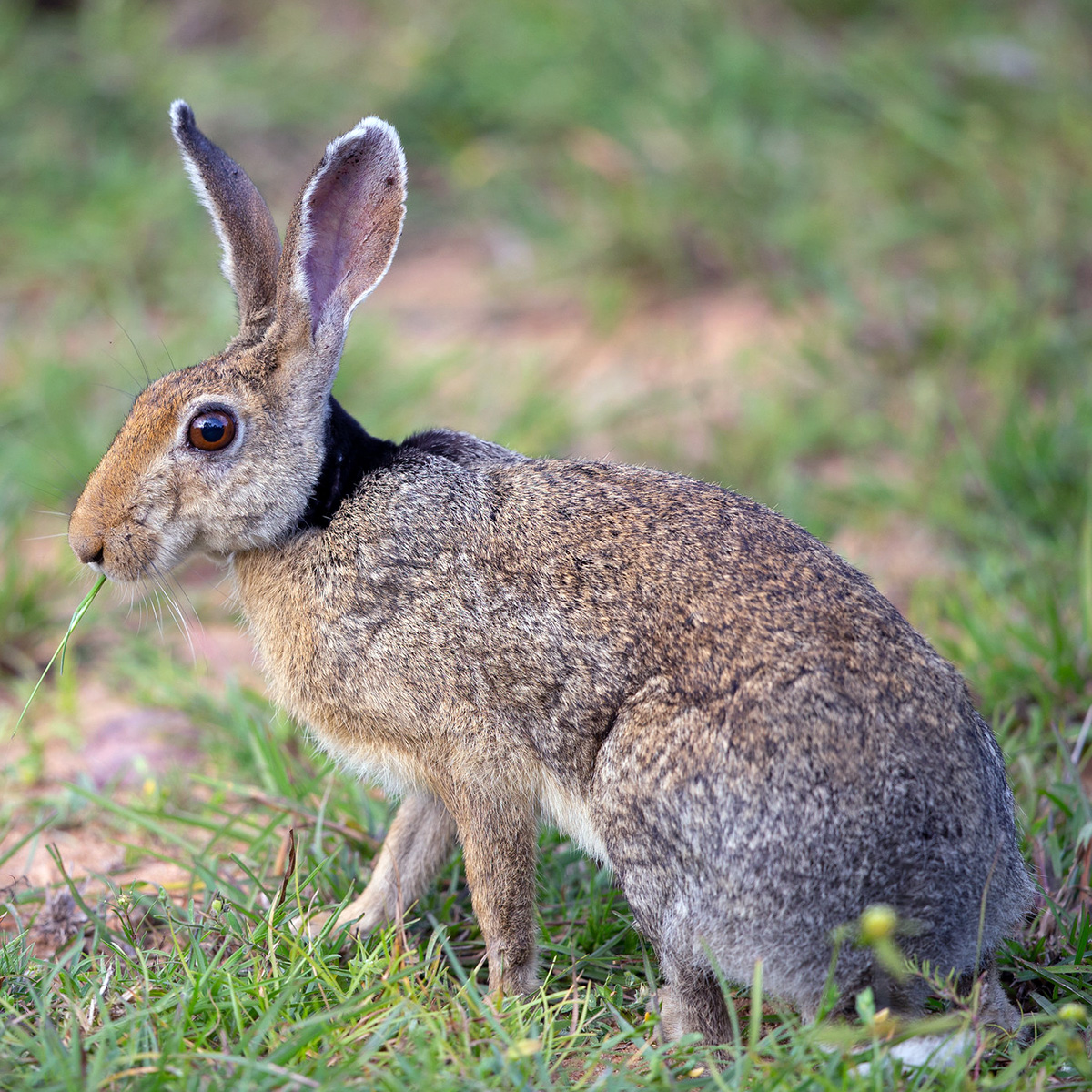 Темношейный заяц (Lepus nigricollis) Фото №4