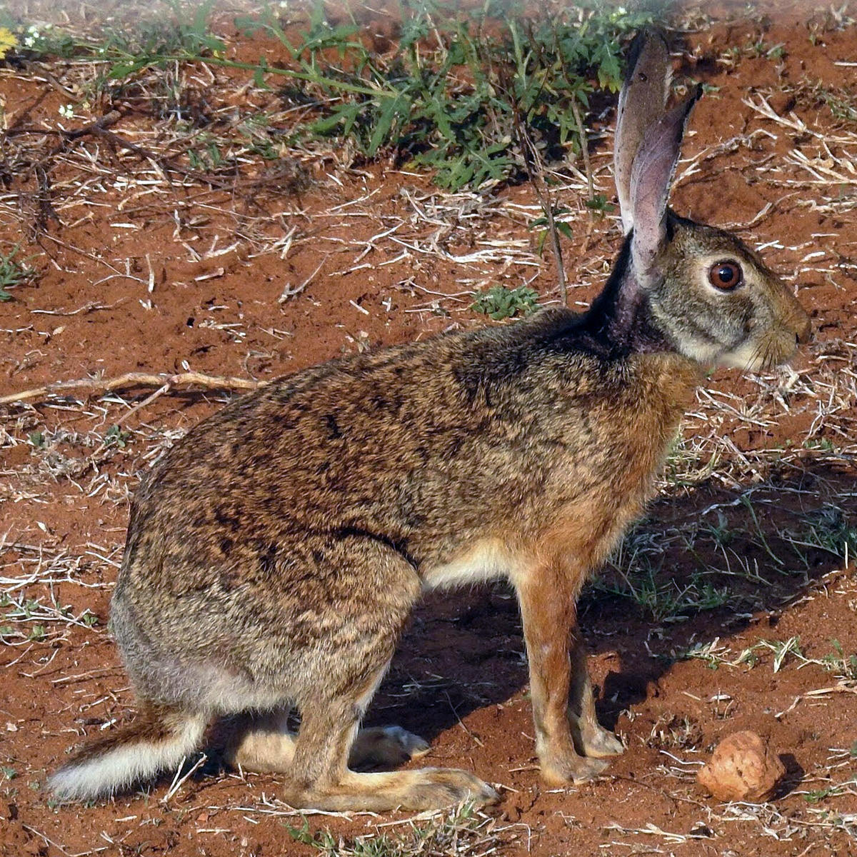 Темношейный заяц (Lepus nigricollis) Фото №5