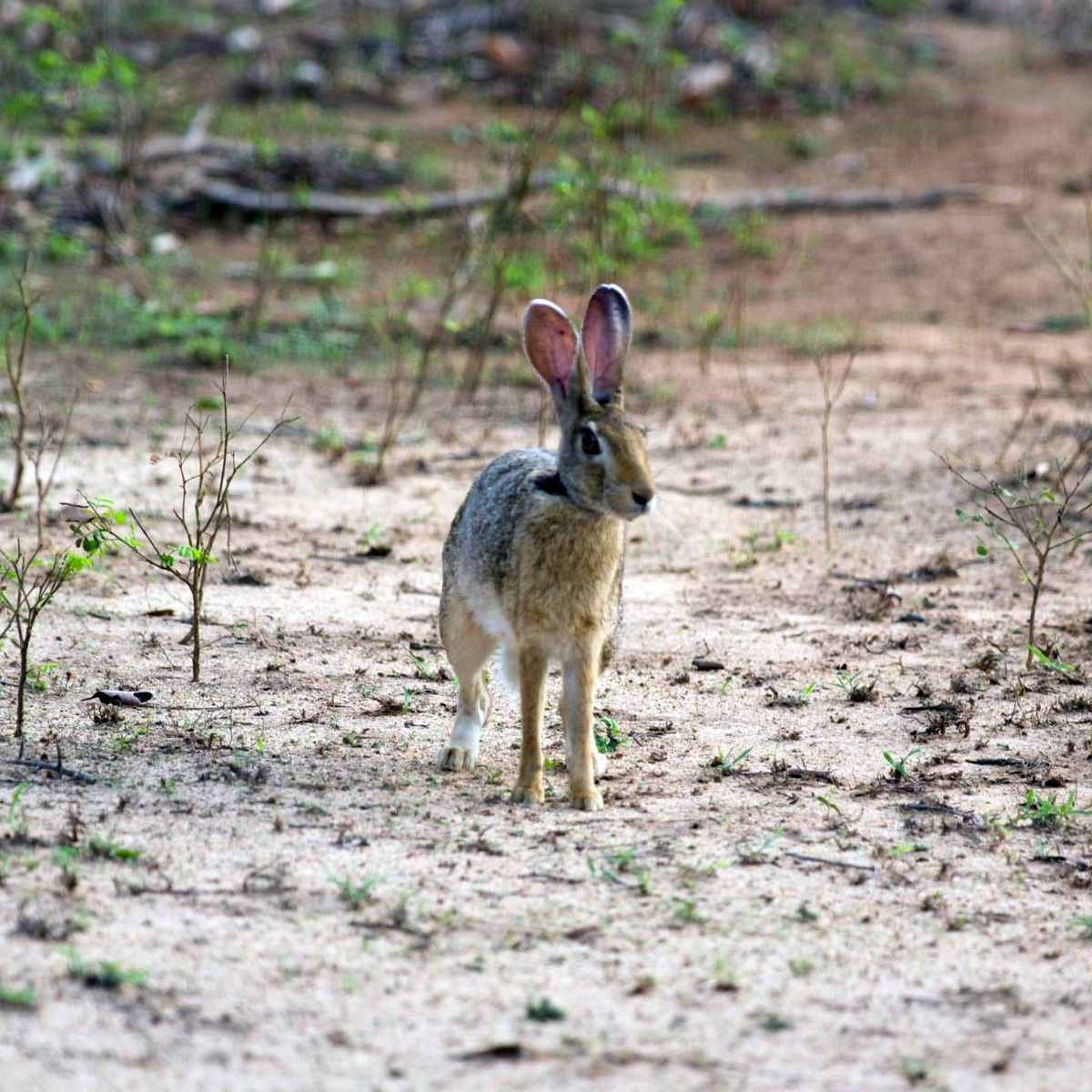 Темношейный заяц (Lepus nigricollis) Фото №6