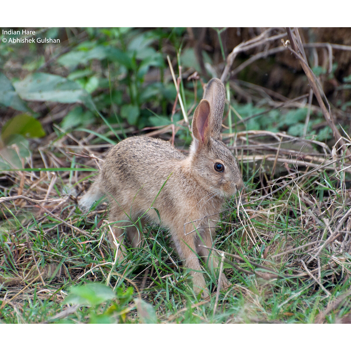 Темношейный заяц (Lepus nigricollis) Фото №9