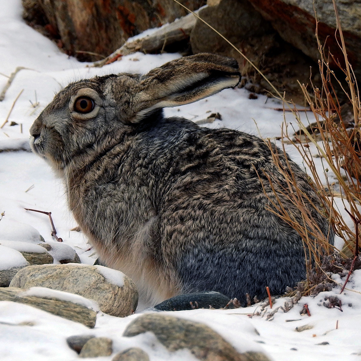 Курчавый заяц (Lepus oiostolus) Фото №10