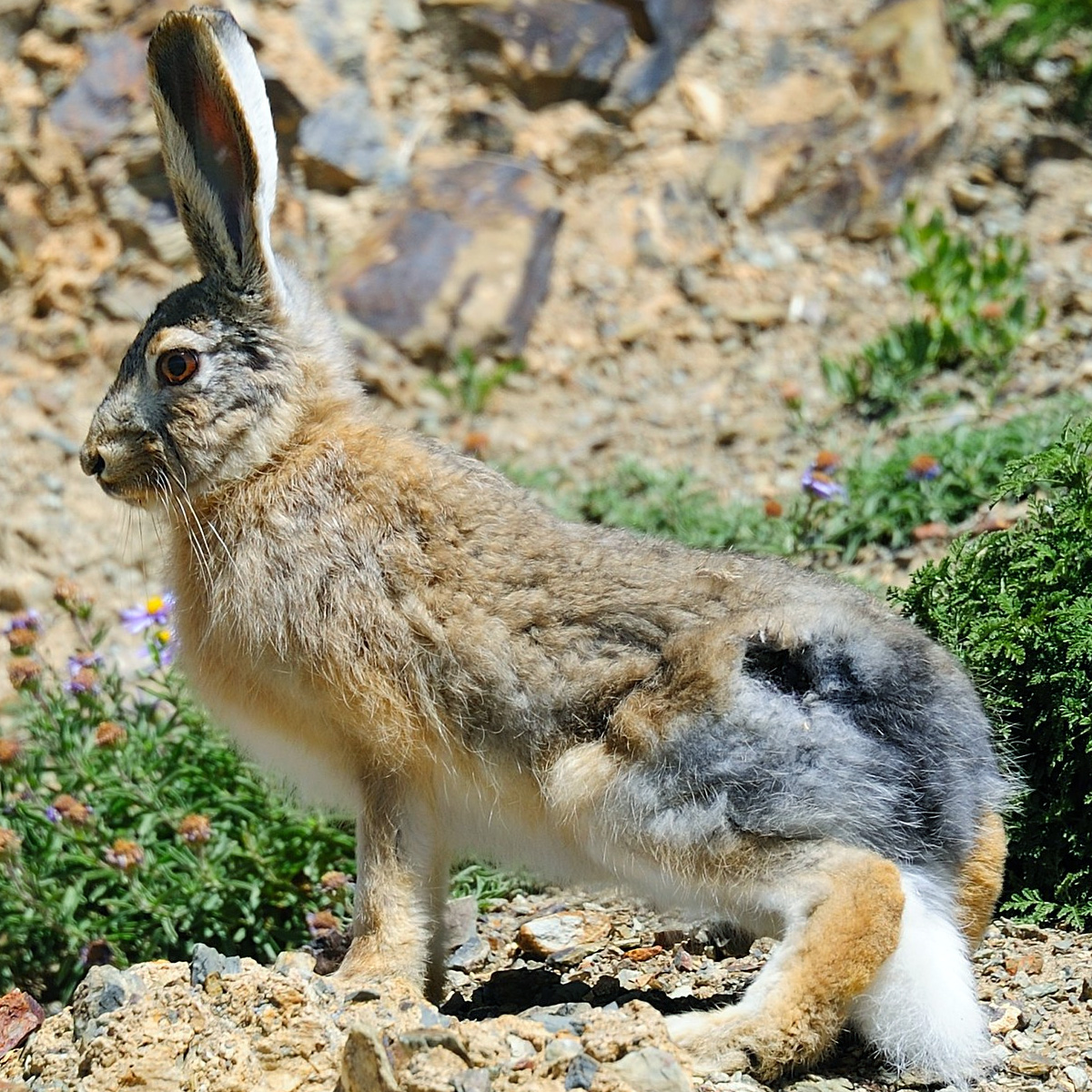 Курчавый заяц (Lepus oiostolus) Фото №4
