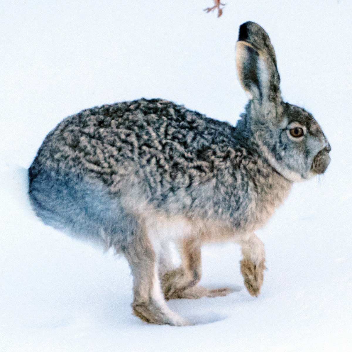 Курчавый заяц (Lepus oiostolus) Фото №5
