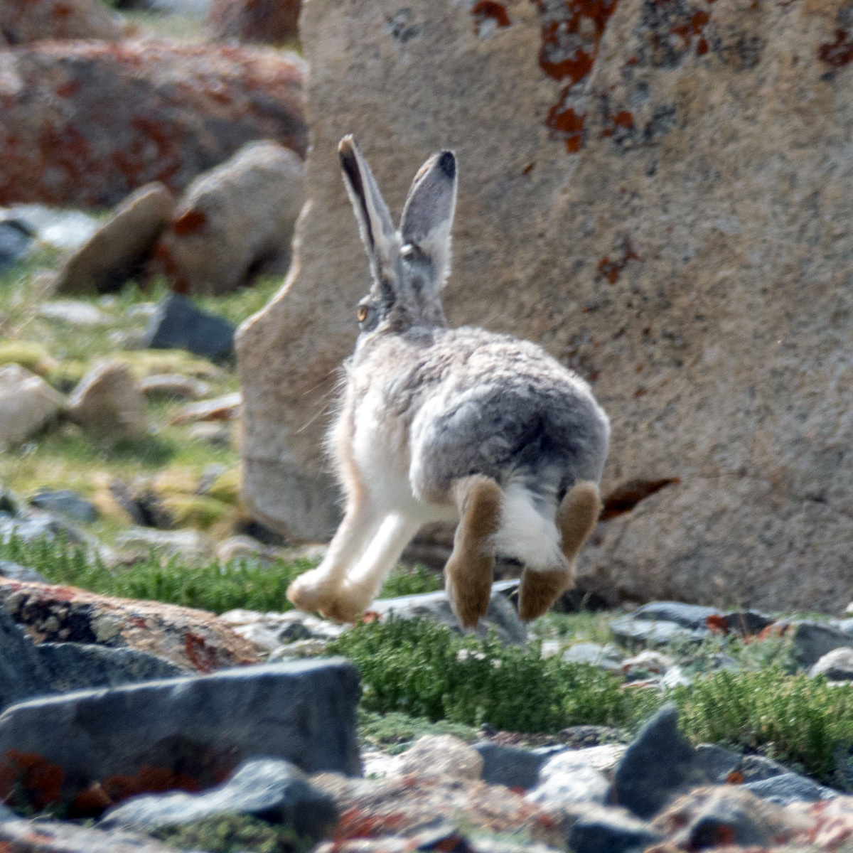 Курчавый заяц (Lepus oiostolus) Фото №8
