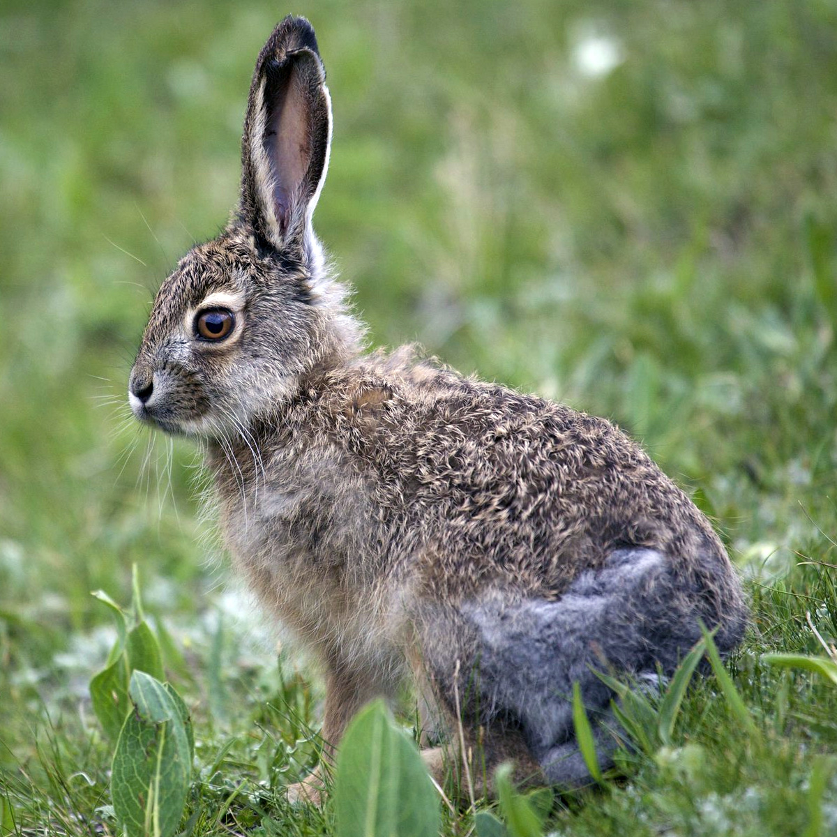Курчавый заяц (Lepus oiostolus) Фото №9