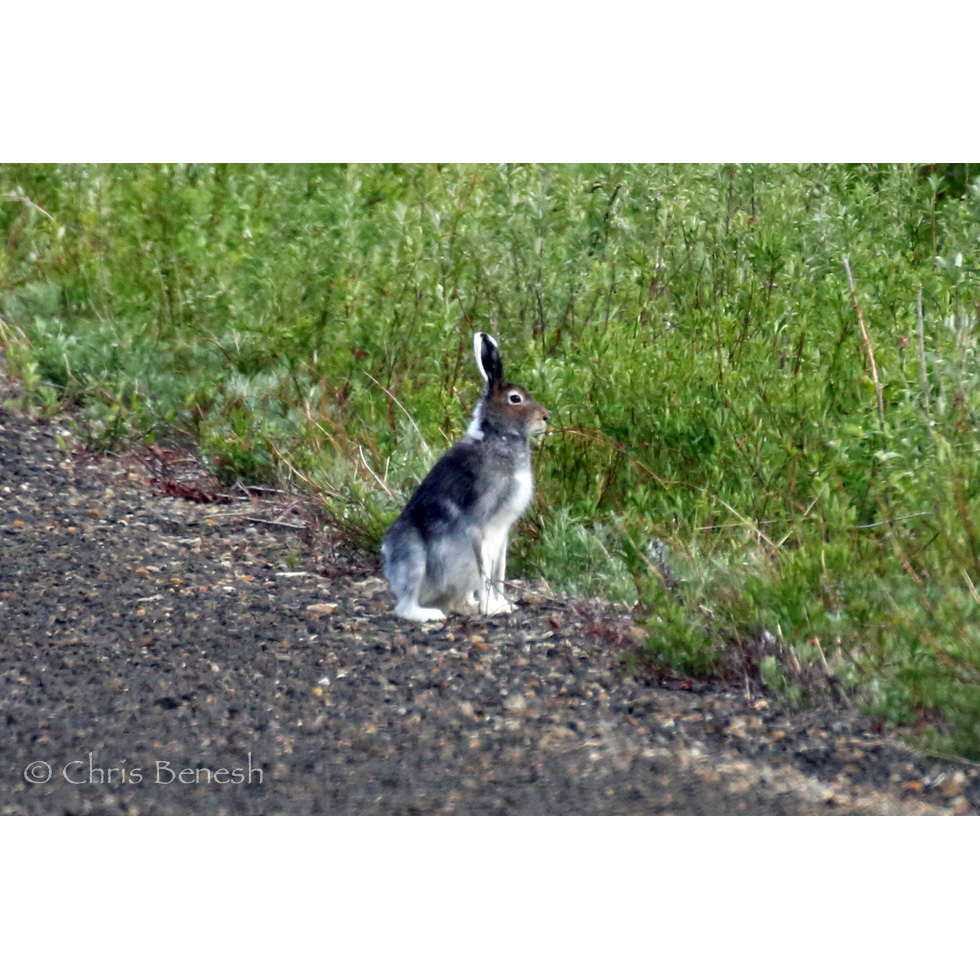 Аляскинский заяц (Lepus othus) Фото №2