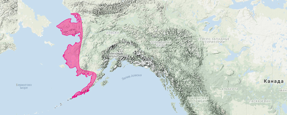 Аляскинский заяц (Lepus othus) Ареал обитания на карте