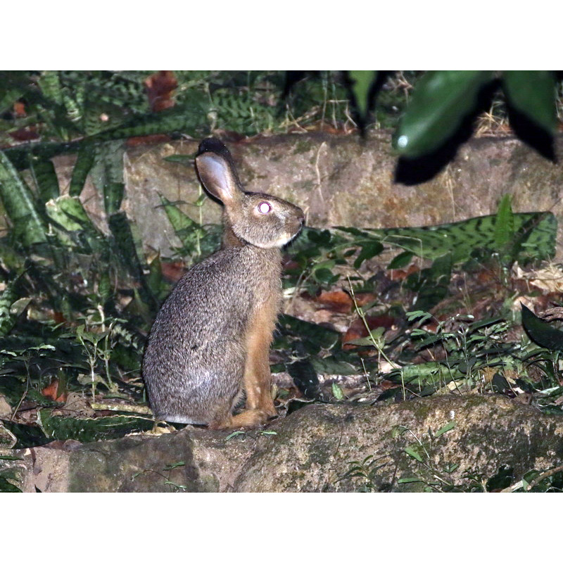 Бирманский заяц (Lepus peguensis) Фото №2