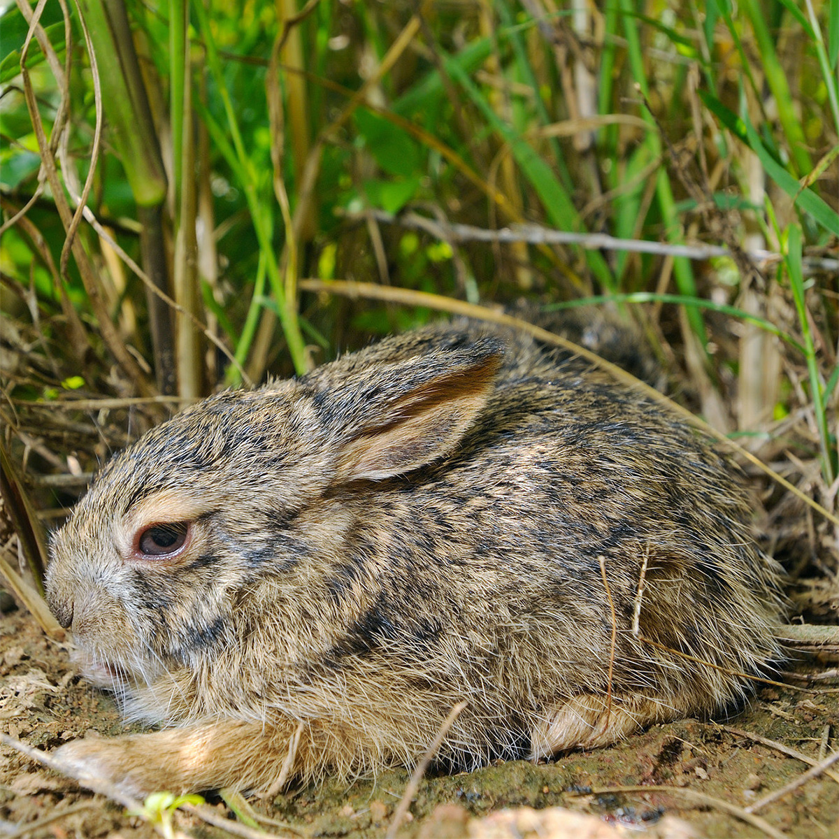 Бирманский заяц (Lepus peguensis) Фото №3