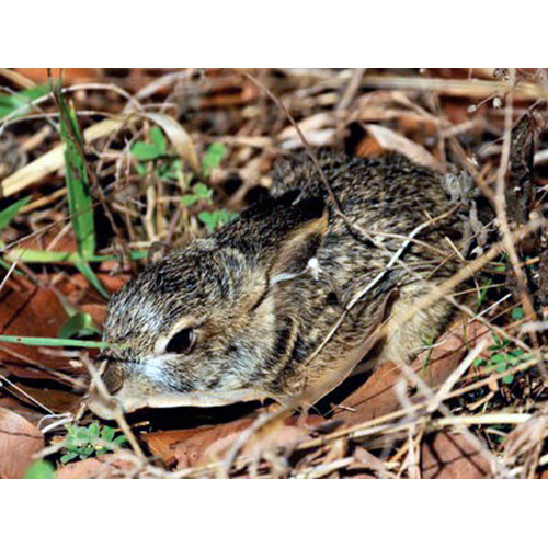 Бирманский заяц (Lepus peguensis) Фото №4