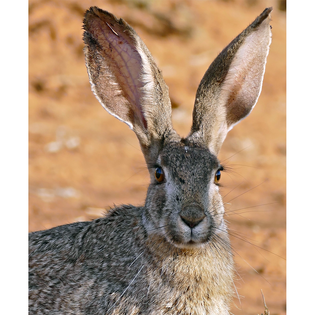 Кустарниковый заяц (Lepus saxatilis) Фото №10