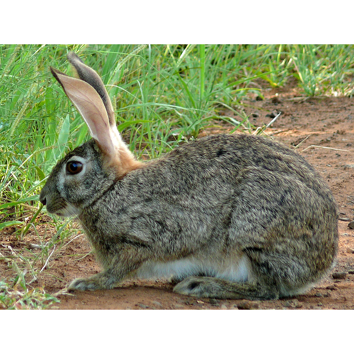 Кустарниковый заяц (Lepus saxatilis) Фото №2