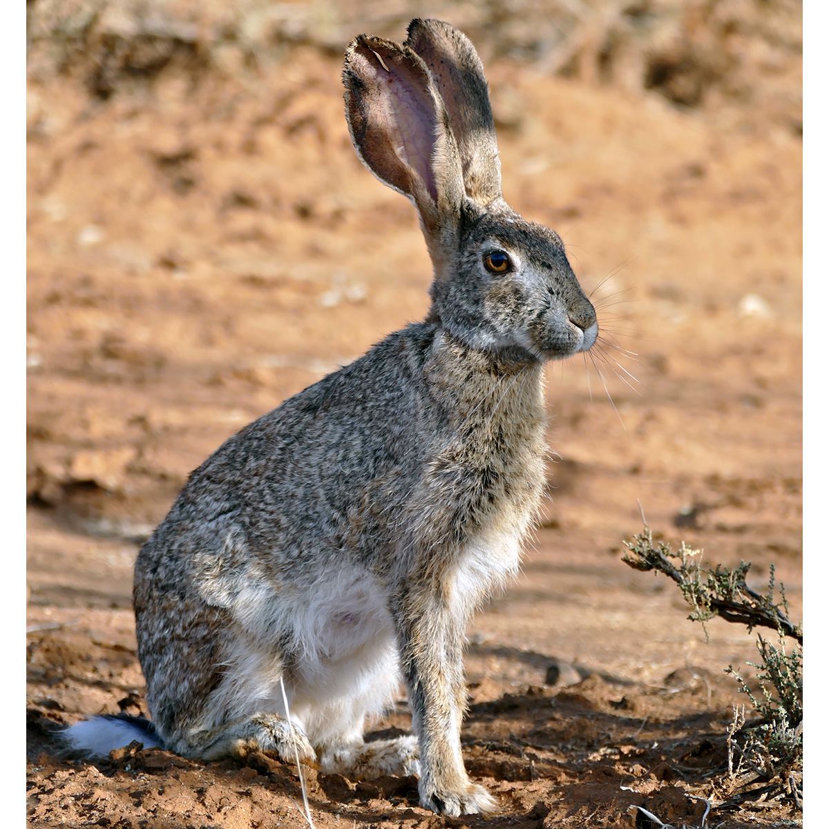 Кустарниковый заяц (Lepus saxatilis) Фото №3