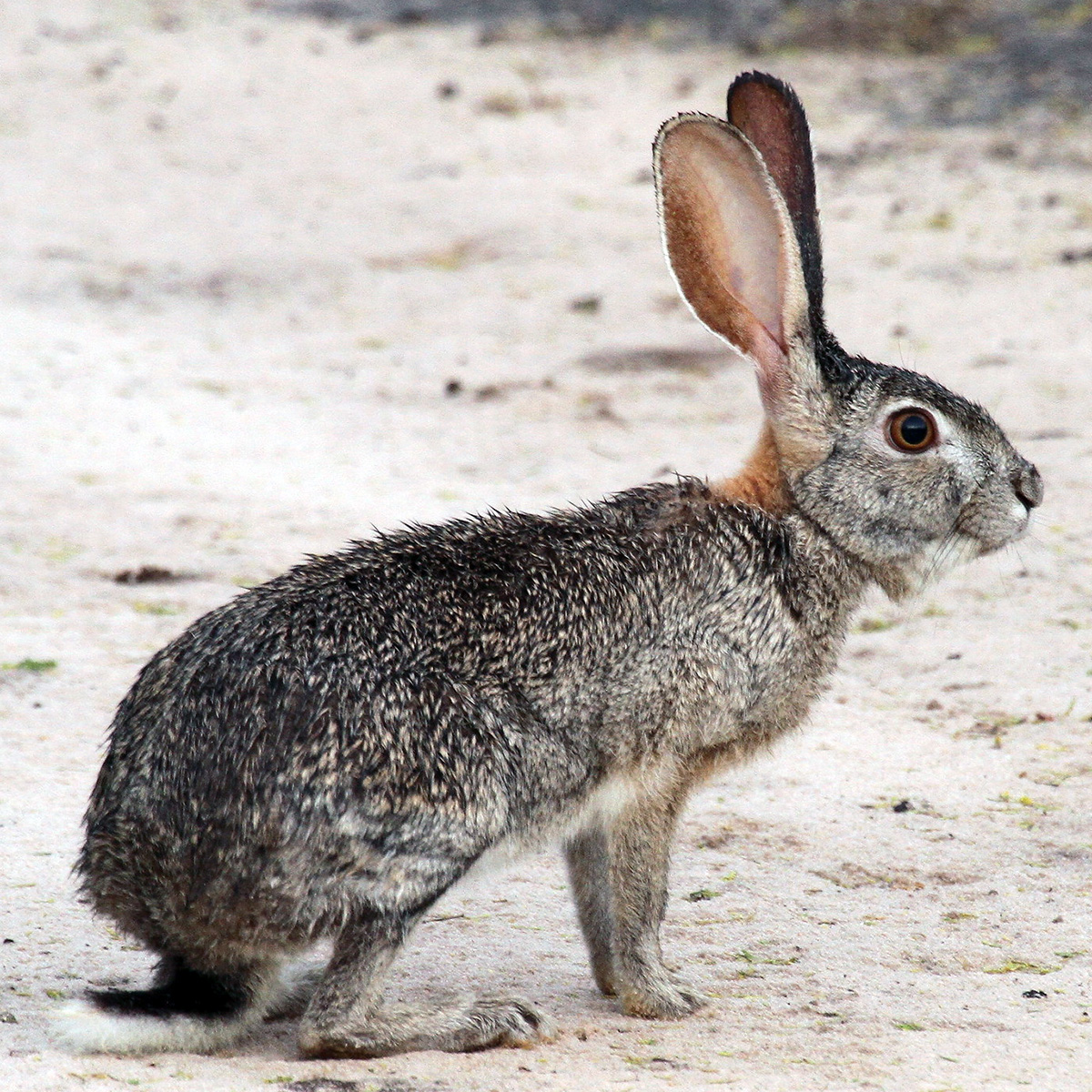 Кустарниковый заяц (Lepus saxatilis) Фото №4