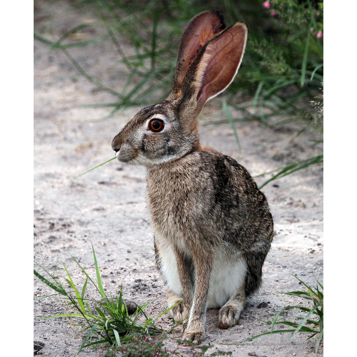 Кустарниковый заяц (Lepus saxatilis) Фото №5