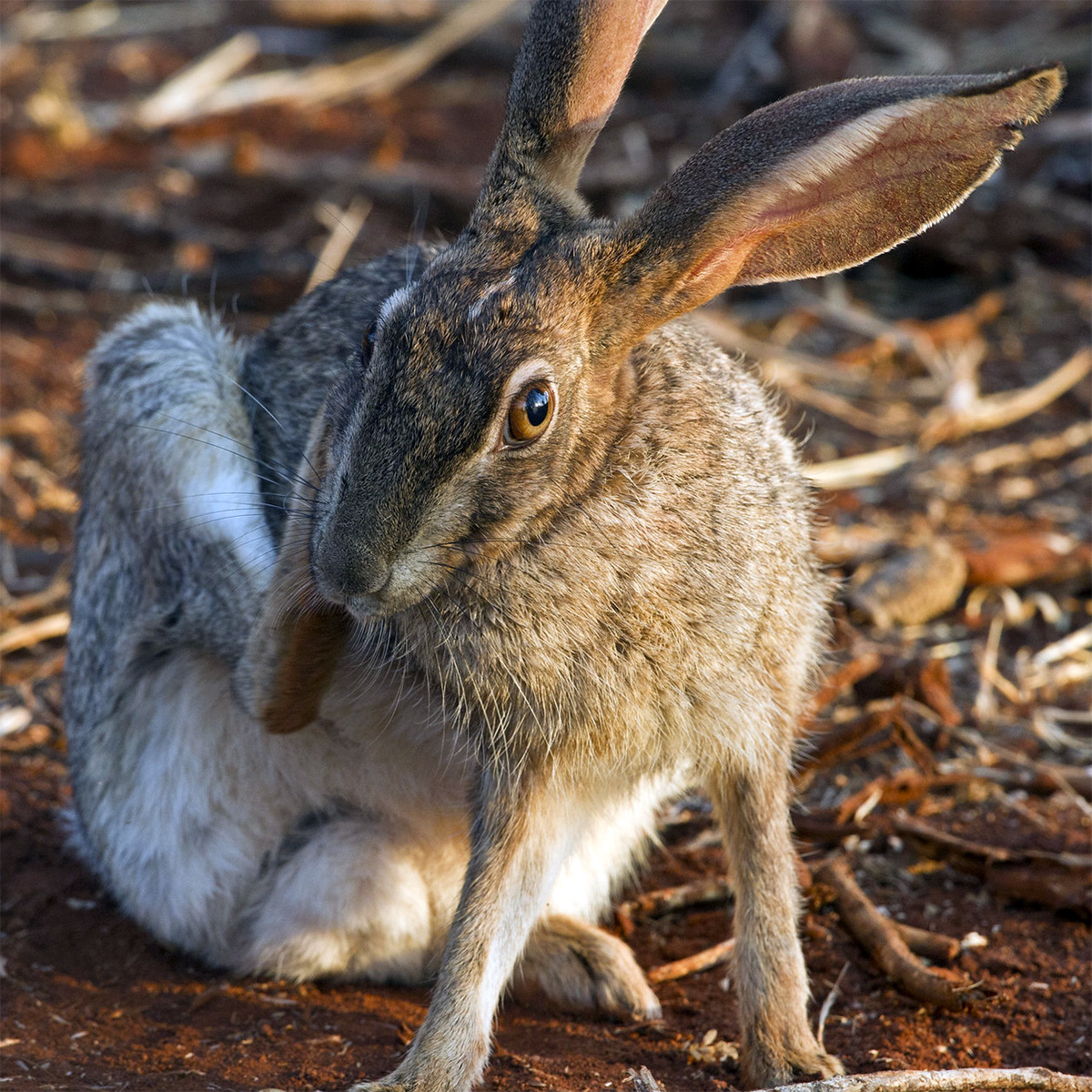 Кустарниковый заяц (Lepus saxatilis) Фото №6