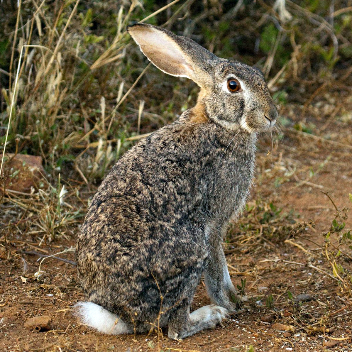 Кустарниковый заяц (Lepus saxatilis) Фото №7