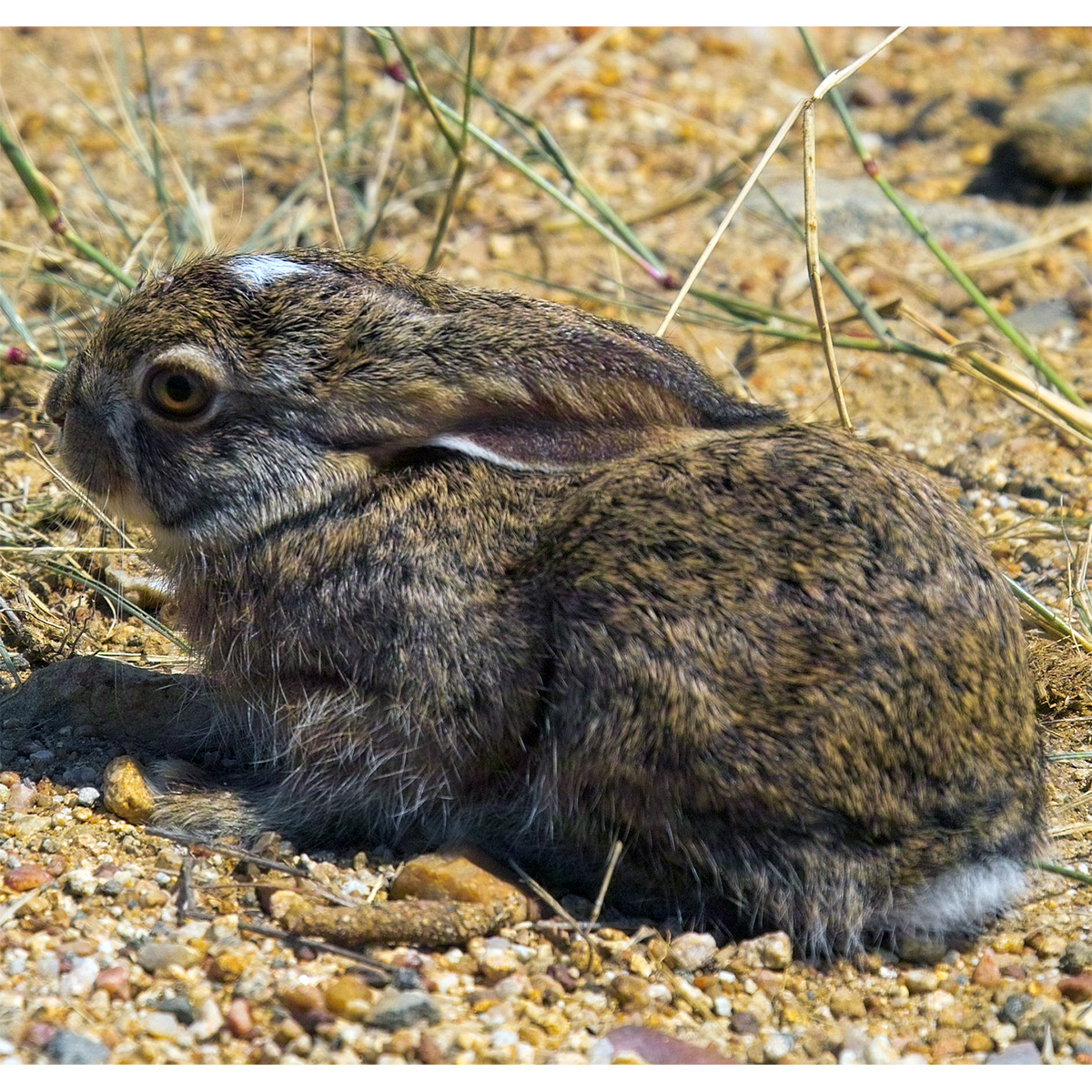 Кустарниковый заяц (Lepus saxatilis) Фото №8