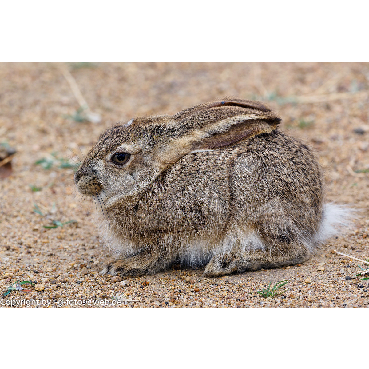 Кустарниковый заяц (Lepus saxatilis) Фото №9