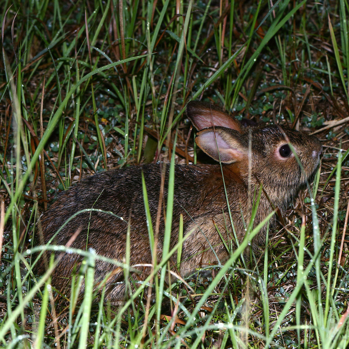 Китайский заяц (Lepus sinensis) Фото №4