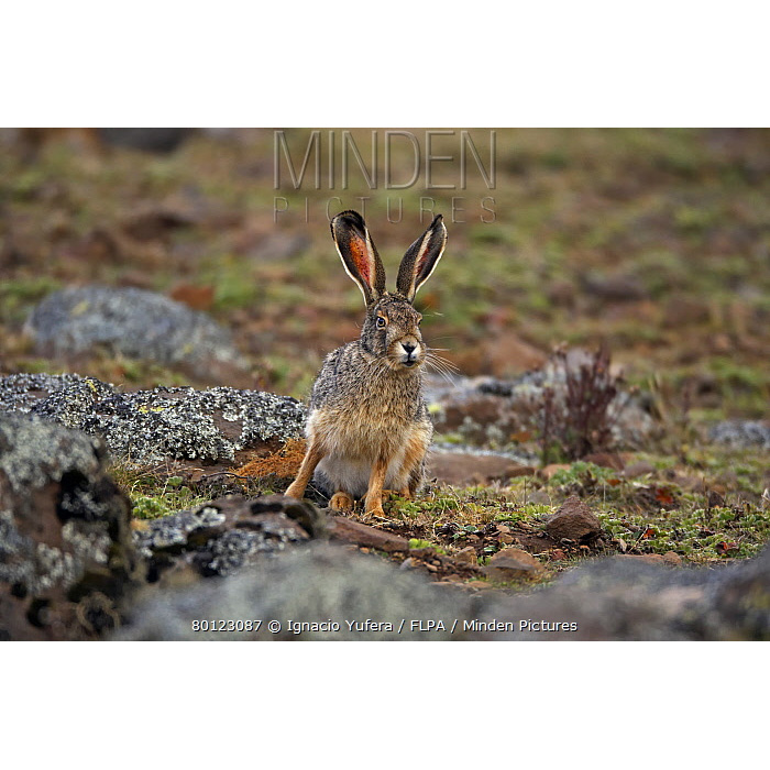 Ethiopian Highland Hare (Lepus starcki) Фото №10