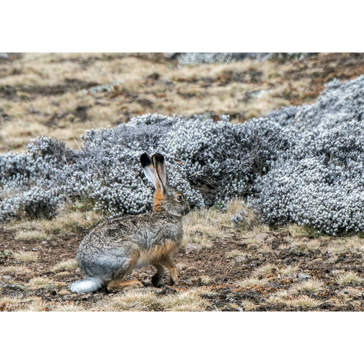 Ethiopian Highland Hare (Lepus starcki) Фото №3