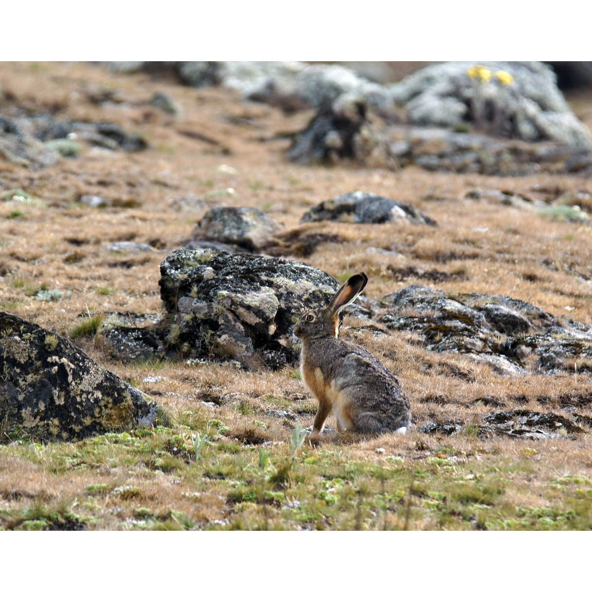 Ethiopian Highland Hare (Lepus starcki) Фото №4