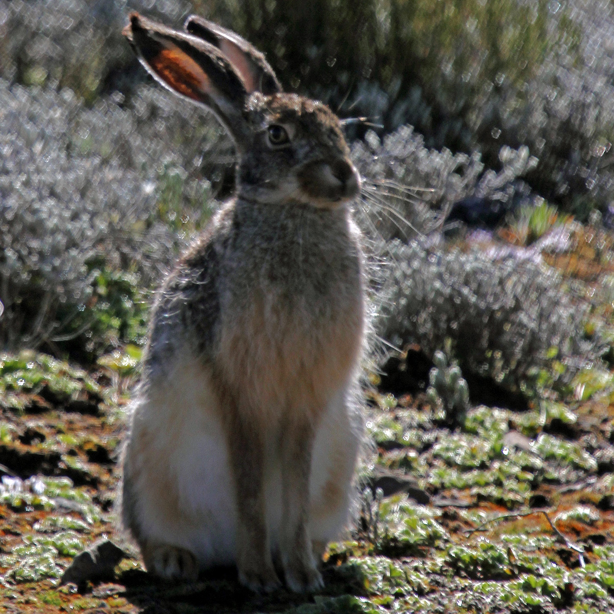 Ethiopian Highland Hare (Lepus starcki) Фото №7
