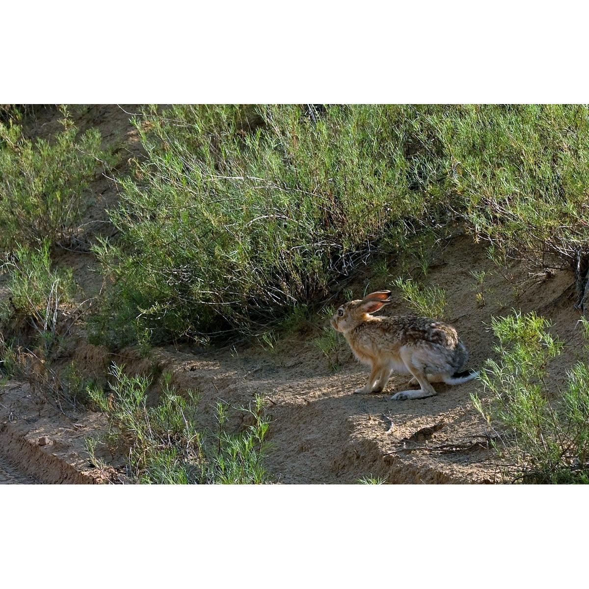 Заяц-песчаник (Lepus tibetanus) Фото №2