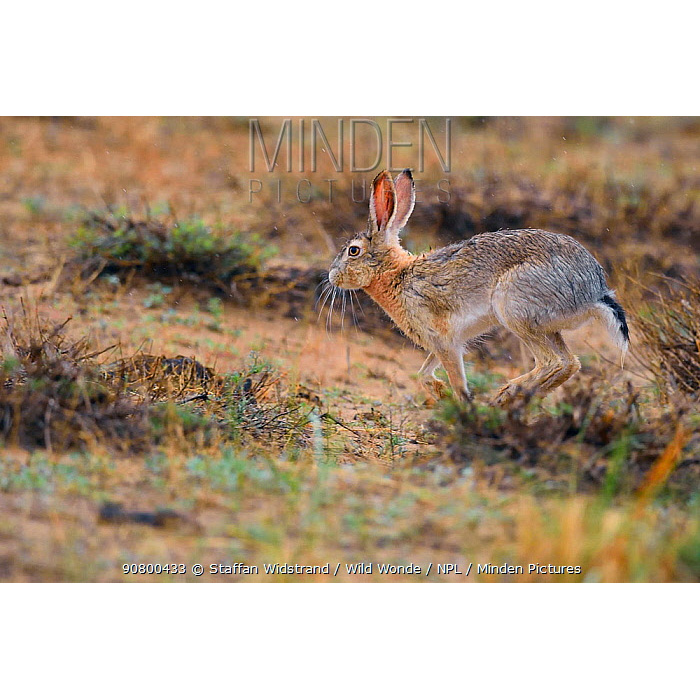 Заяц-песчаник (Lepus tibetanus) Фото №4