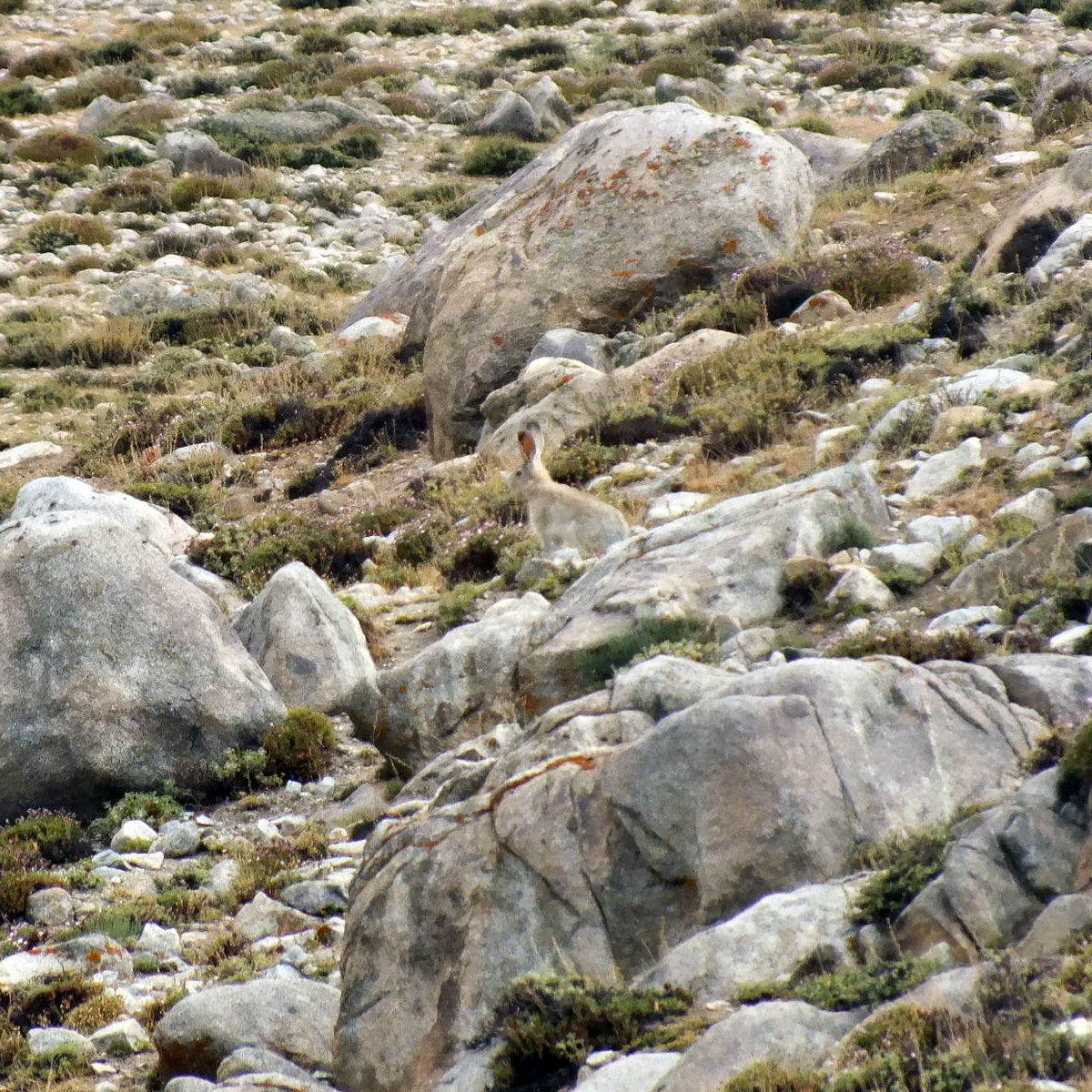 Заяц-песчаник (Lepus tibetanus) Фото №8