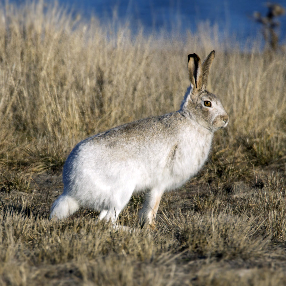 Белохвостый заяц (Lepus townsendii) Фото №3
