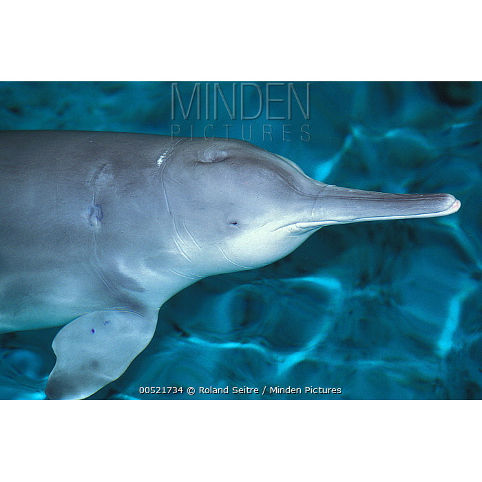 Китайский озёрный дельфин (Lipotes vexillifer) Фото №10