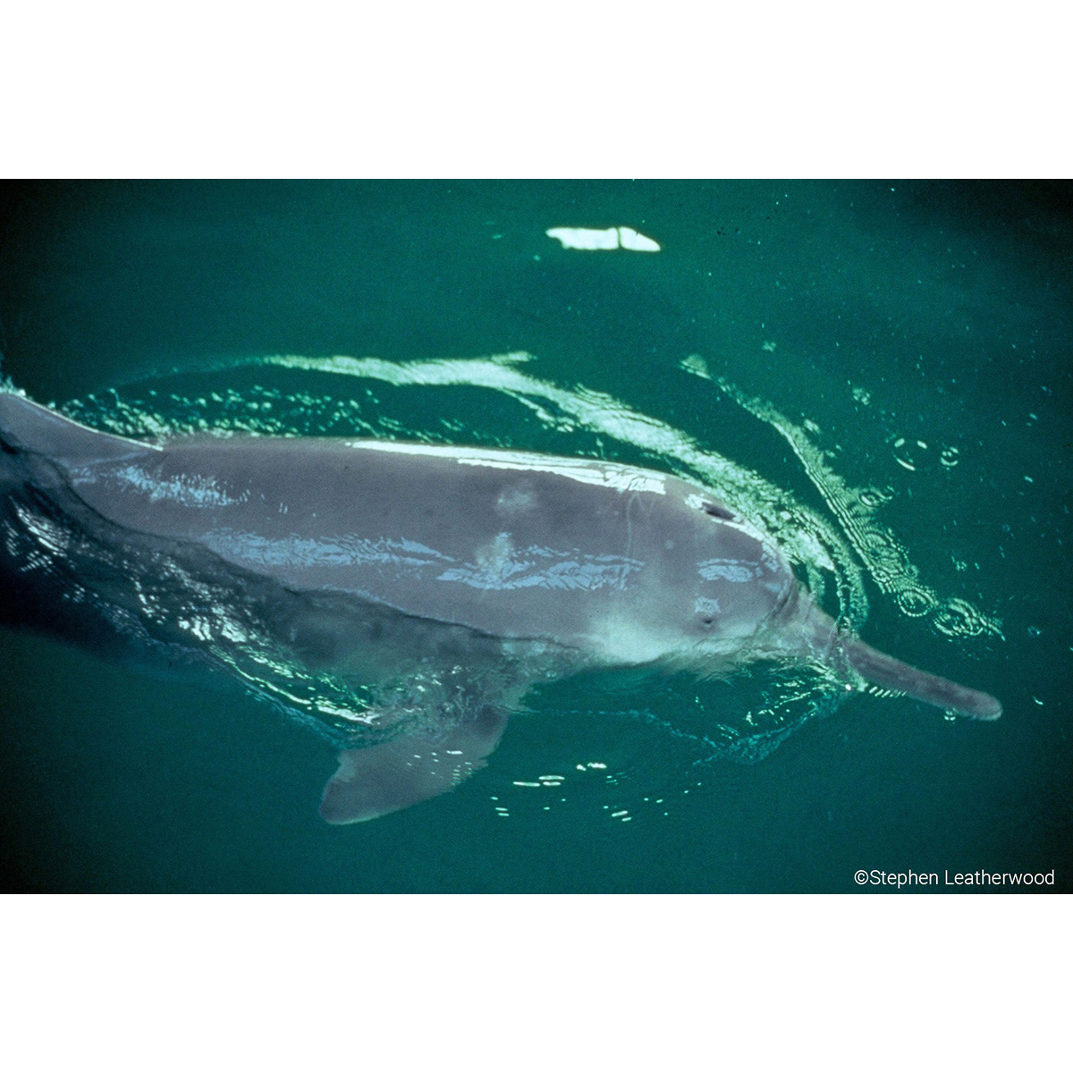 Китайский озёрный дельфин (Lipotes vexillifer) Фото №3