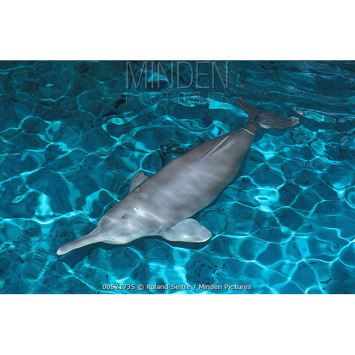 Китайский озёрный дельфин (Lipotes vexillifer) Фото №5