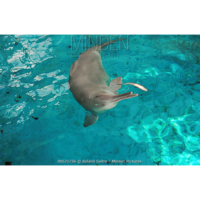 Китайский озёрный дельфин (Lipotes vexillifer) Фото №6