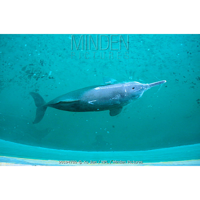 Китайский озёрный дельфин (Lipotes vexillifer) Фото №7