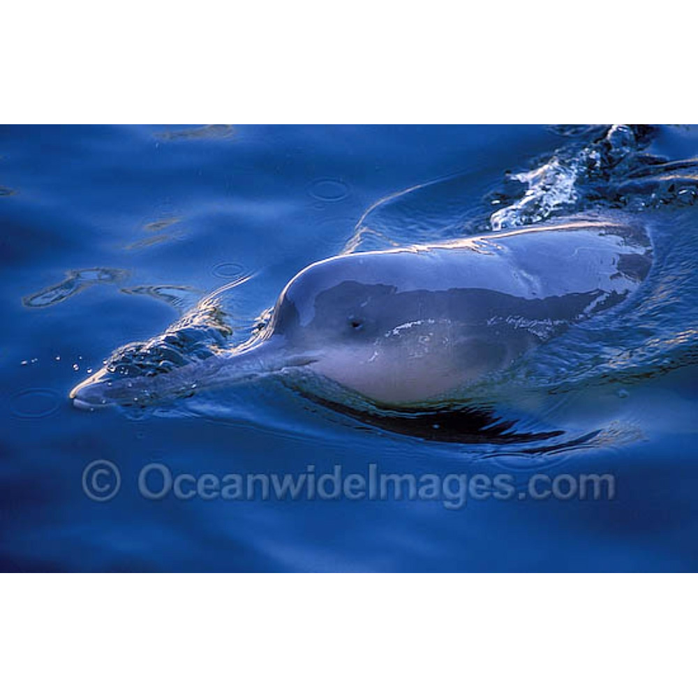 Китайский озёрный дельфин (Lipotes vexillifer) Фото №8