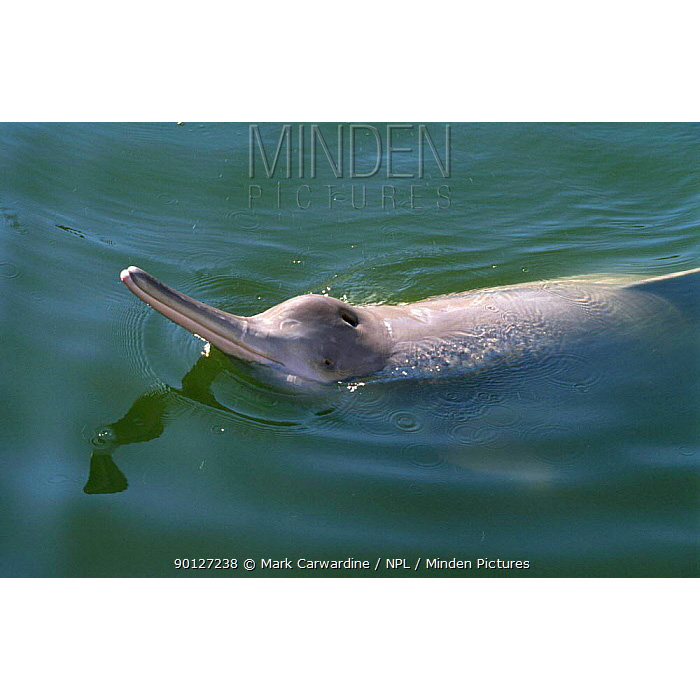 Китайский озёрный дельфин (Lipotes vexillifer) Фото №9