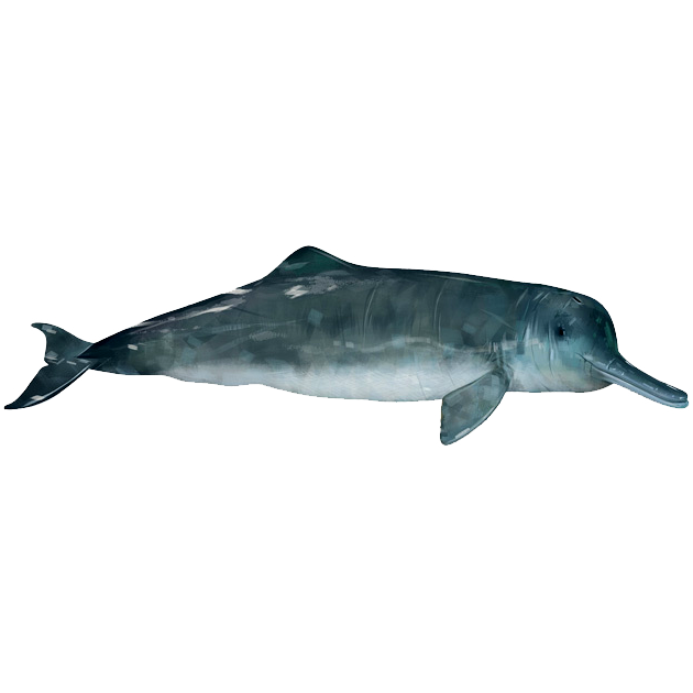 Китайский озёрный дельфин (Lipotes vexillifer) Фото №1