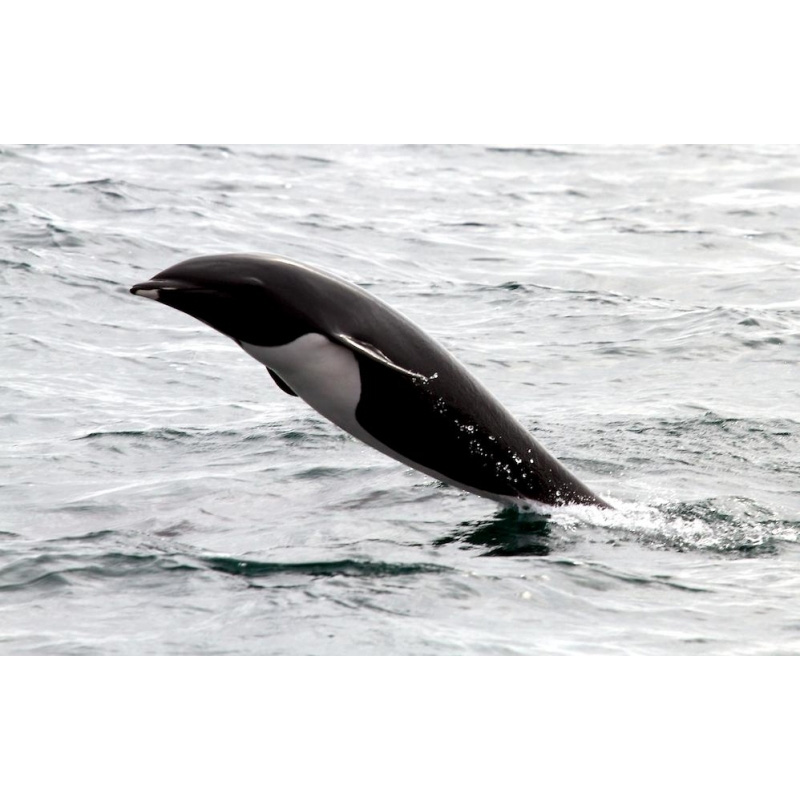 Северный китовидный дельфин (Lissodelphis borealis) Фото №10