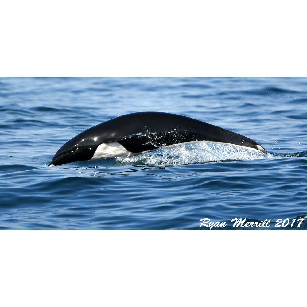 Северный китовидный дельфин (Lissodelphis borealis) Фото №2