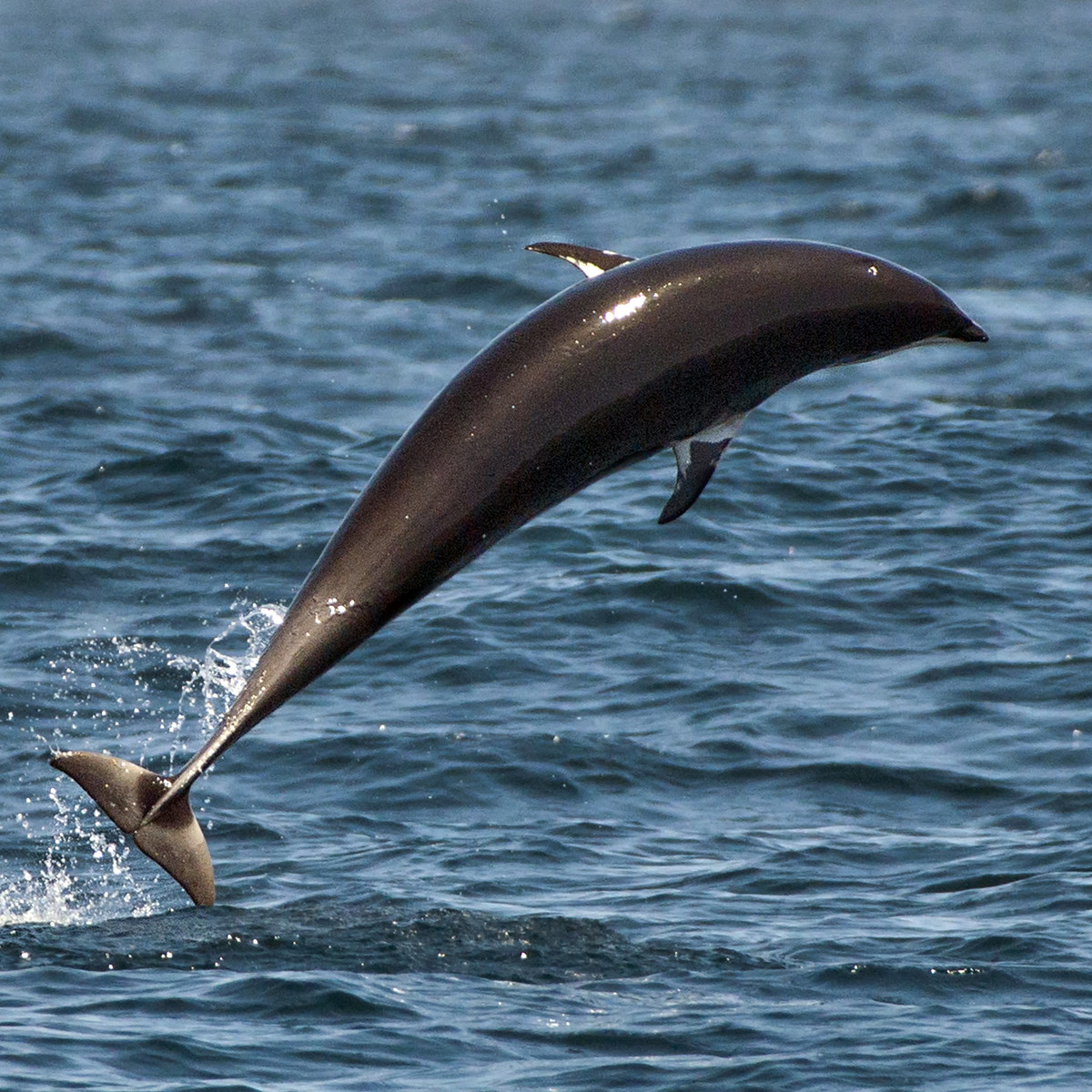 Северный китовидный дельфин (Lissodelphis borealis) Фото №3